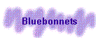 Bluebonnets