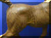 BrindleDetail.jpg (31447 bytes)