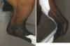 Galloping Legs2.jpg (32205 bytes)