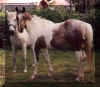 Paintaloosa.jpg (60317 bytes)