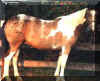 Pintaloosa1.jpg (11991 bytes)