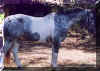 Pintaloosa.jpg (51995 bytes)