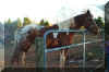 Stormy_Erins_pintaloosa.jpg (108677 bytes)