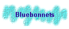 Bluebonnets