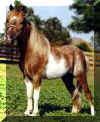 pintaloosa3.jpg (10705 bytes)