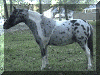 pintaloosamini.gif (24437 bytes)